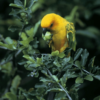 A wild Sulphur-breasted Conure feeds on fruit