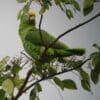 A wild Yellow-crowned Amazon perches in a leafy tree