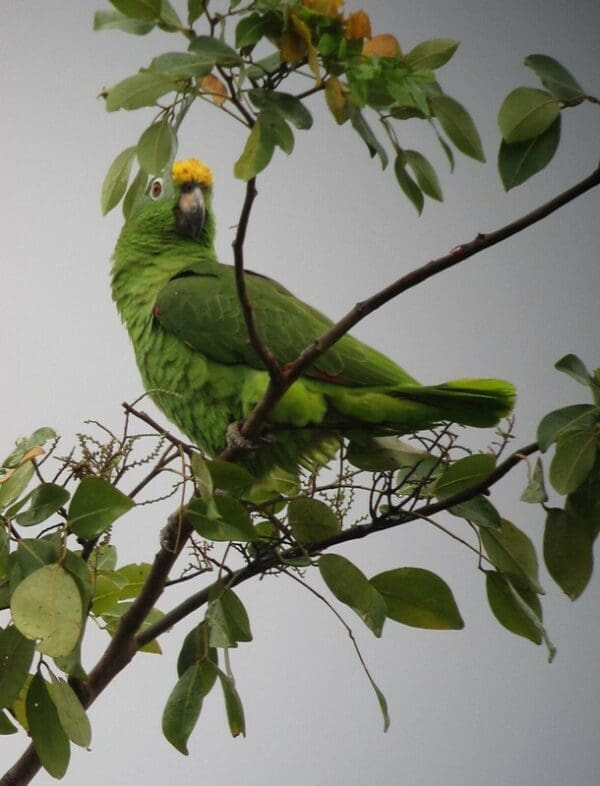 A wild Yellow-crowned Amazon perches in a leafy tree