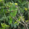 A wild Yellow-crowned Amazon nibbles on a seed pod