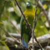 A wild male Yellow-breasted Racquet-tailed Parrot perches on a twig