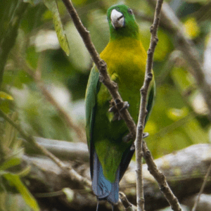 A wild male Yellow-breasted Racquet-tailed Parrot perches on a twig