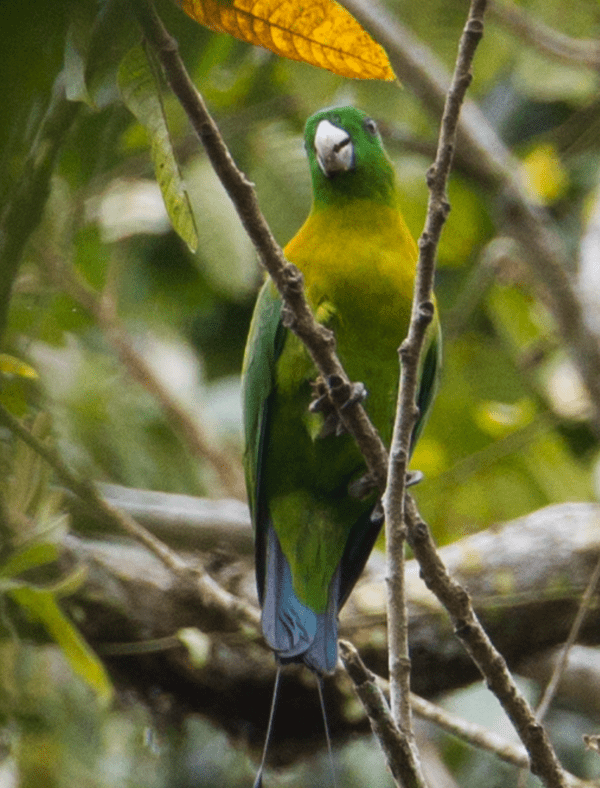 A wild male Yellow-breasted Racquet-tailed Parrot perches on a twig