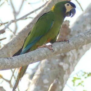 A wild Yellow-collared Macaw perches on a branch