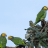 A group of wild Yellow-faced Parrots perches atop a tree