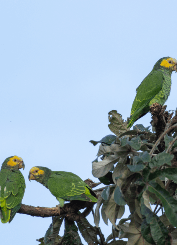 A group of wild Yellow-faced Parrots perches atop a tree