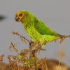 A wild Yellow-fronted Parrot perches atop a tree