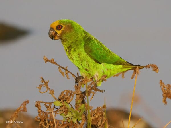 A wild Yellow-fronted Parrot perches atop a tree