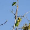 Wild Yellow-fronted Parrots perched below, Black-winged Lovebird top left