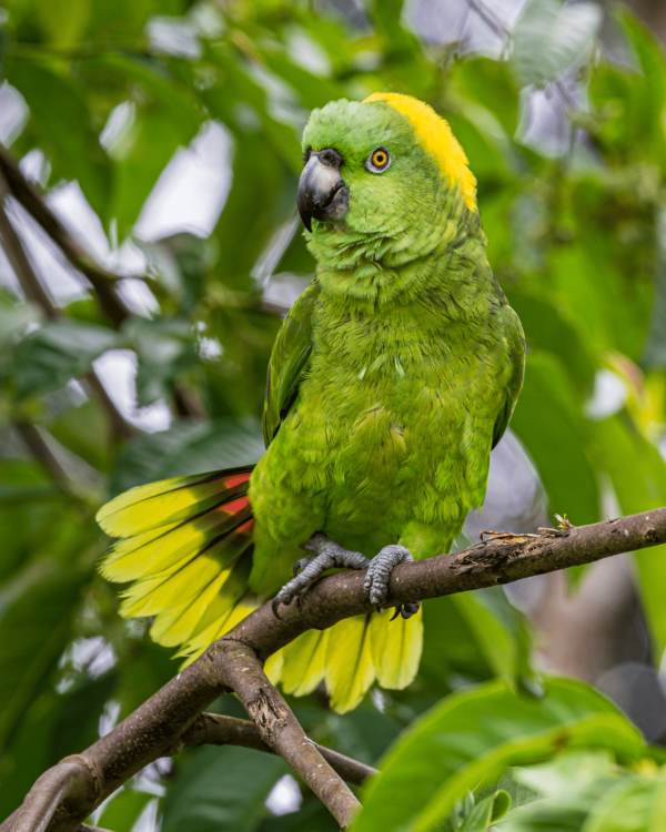 A wild Yellow-naped Amazon displays its tail