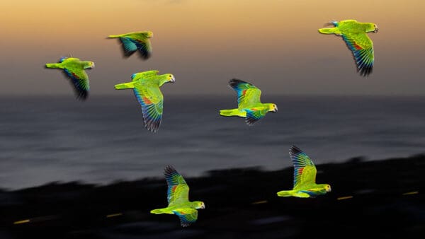 Wild Yellow-shouldered Amazons fly near a beach