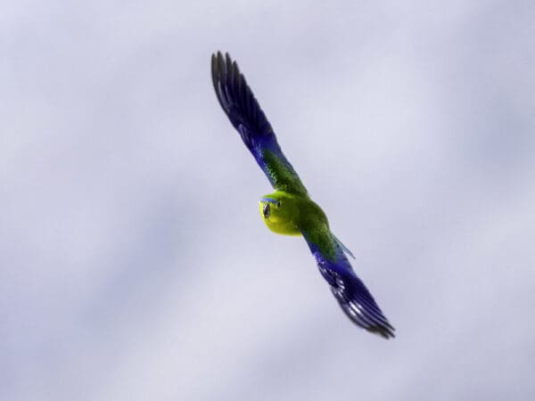 A wild Orange-bellied Parrot glides in the sky