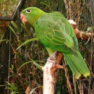 A Blue-backed Parrot perches on a limb