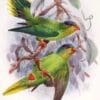 An illustration depicts New Caledonia Lorikeets