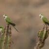 Wild Cliff Parakeets perch on cacti