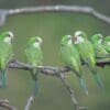 Wild Cliff Parakeets perch on a bare branch