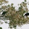 Wild melanistic Stella's Lories perch in a tree