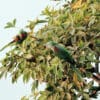 Wild Alexandrine Parakeets perch in a tree