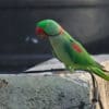 A wild male Alexandrine Parakeet perches on a wall