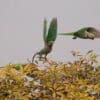 Wild Alexandrine Parakeets take flight