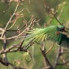 A wild Alexandrine Parakeet takes flight