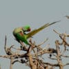 A wild Alexandrine Parakeet preens