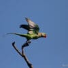 A wild Alexandrine Parakeet takes flight