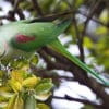 A wild Alexandrine Parakeet feeds on fruits