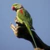 A wild male Alexandrine Parakeet perches on a limb