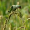 A wild Alexandrine Parakeet feeds on seeds