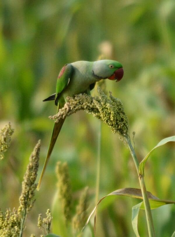 A wild Alexandrine Parakeet feeds on seeds