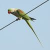 A wild Alexandrine Parakeet perches on a wire