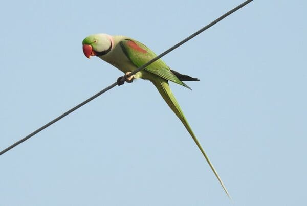 A wild Alexandrine Parakeet perches on a wire