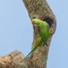 A wild Alexandrine Parakeet perches at its nest