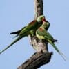 Wild Alexandrine Parakeets feed each other