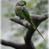 A wild Alexandrine Parakeet perches on a limb