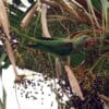 A wild Alexandrine Parakeet feeds in a palm tree