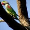 A wild male Alexandrine Parakeet perches in a tree