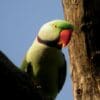 A wild male Alexandrine Parakeet perches in a tree