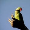 A wild Alexandrine Parakeet perches on a limb