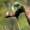 A wild male Alexandrine Parakeet perches on a limb