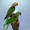 Alexandrine Parakeets perch on a stand