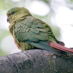 A wild Austral Conure perches on a large limb