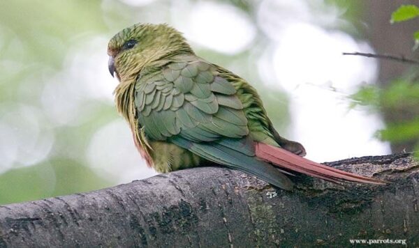 A wild Austral Conure perches on a large limb