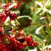 A wild Austral Conure feeds on berries