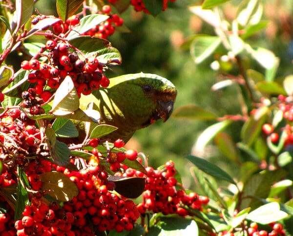 A wild Austral Conure feeds on berries