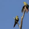 Wild Austral Conures perch on a branch