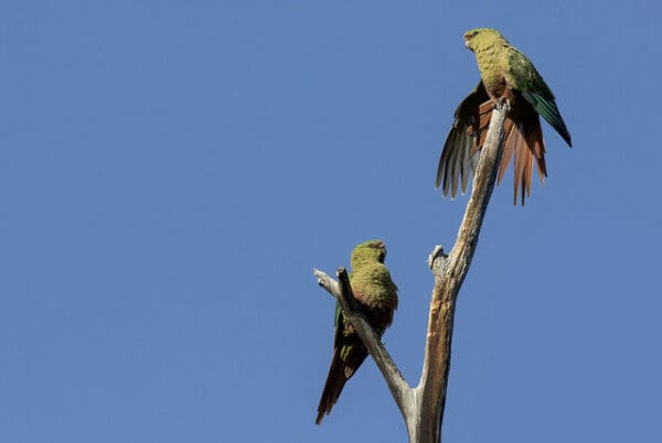 Wild Austral Conures perch on a branch