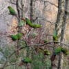 A flock of Austral Conures feeds on berries