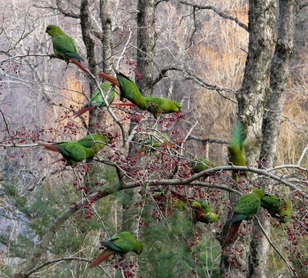 A flock of Austral Conures feeds on berries